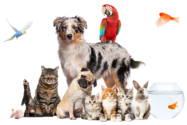 Animais Animais